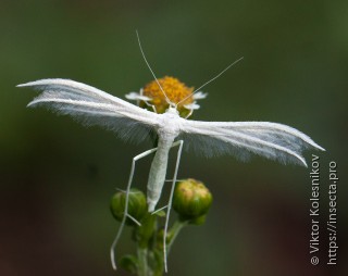 Pterophorus pentadactyla