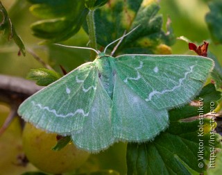 Thetidia smaragdaria