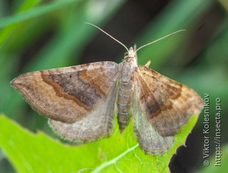 Scotopteryx chenopodiata