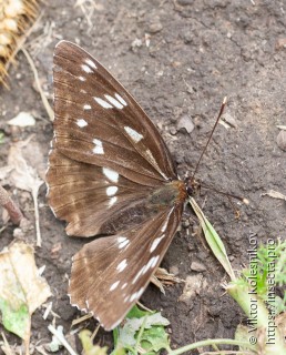 Limenitis helmanni