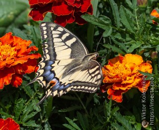 Papilio machaon