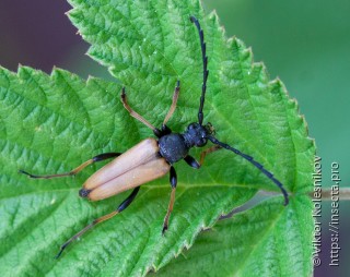 Stictoleptura rubra