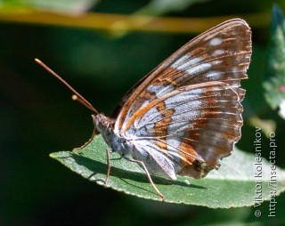 Limenitis helmanni