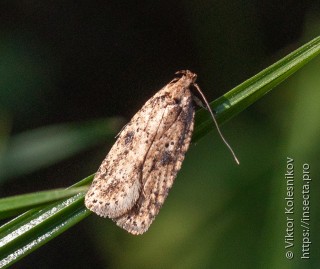 Agonopterix arenella