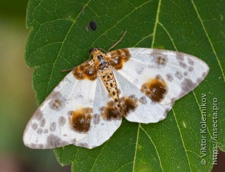 Abraxas sylvata