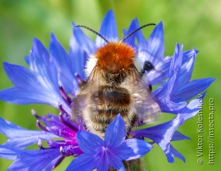 Bombus humilis