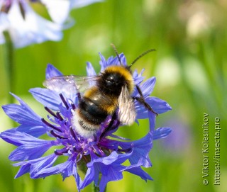 Имаго  Bombus soroeensis