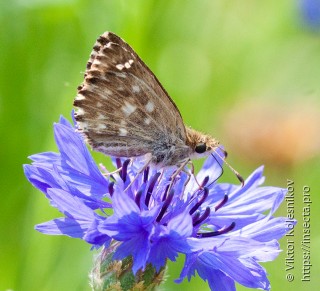 Carcharodus alceae