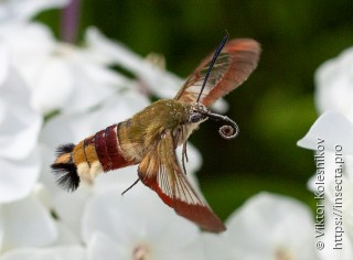 Hemaris fuciformis