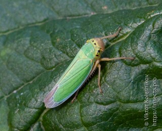 Cicadella viridis