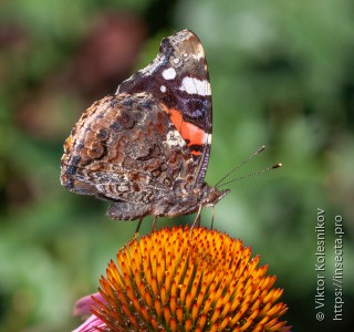 Vanessa atalanta