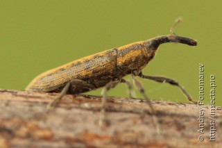 Lixus fasciculatus