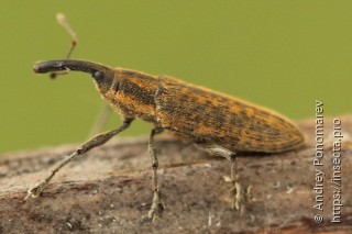 Lixus fasciculatus