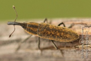 Lixus fasciculatus