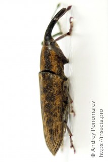 Lixus fasciculatus