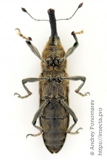 Lixus fasciculatus