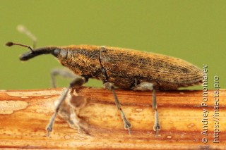 Lixus fasciculatus