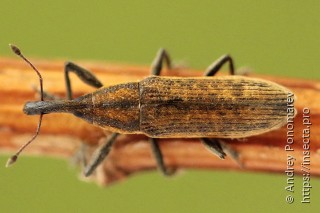 Lixus fasciculatus