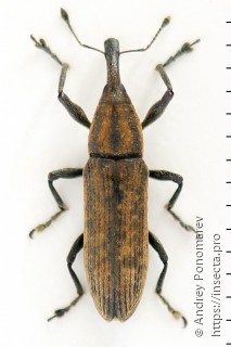 Lixus fasciculatus