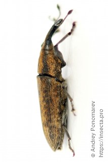 Lixus fasciculatus