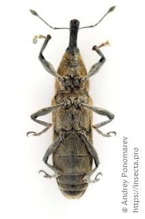 Lixus fasciculatus