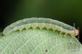 Amauronematus longiserra