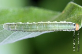 Amauronematus longiserra