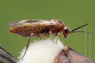 Amauronematus longiserra