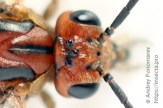 Amauronematus longiserra