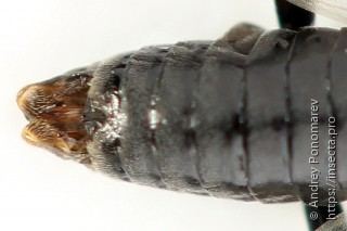 Amauronematus longiserra