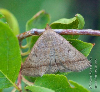 Zanclognatha lunalis