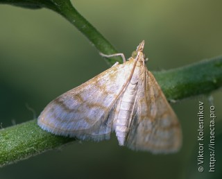 Paracorsia repandalis