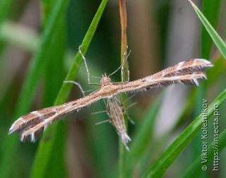 Имаго  Sphenarches anisodactylus