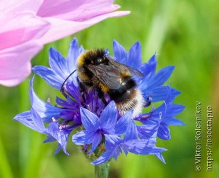 Имаго  Bombus soroeensis