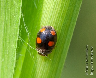 Platynaspis luteorubra