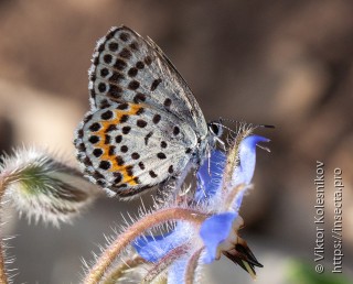 Scolitantides orion