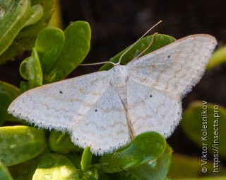 Scopula subpunctaria