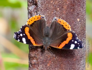 Vanessa atalanta