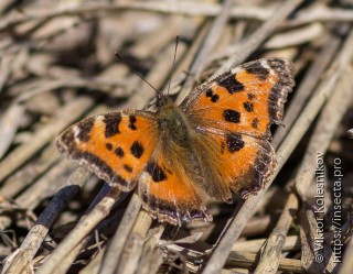 Nymphalis xanthomelas