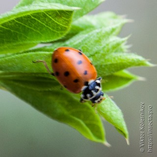 Hippodamia variegata