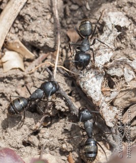 Camponotus