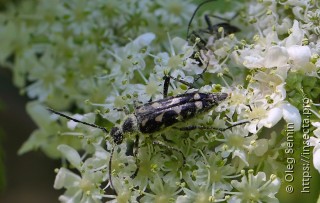 Leptura duodecimguttata