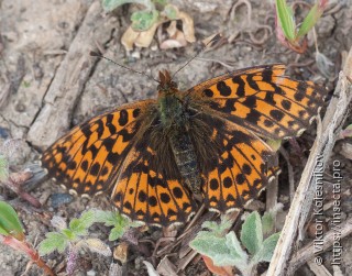 Boloria dia