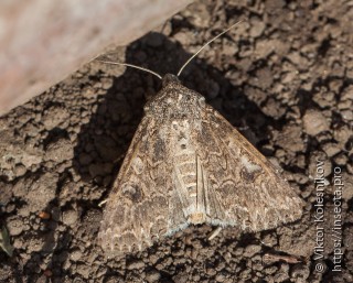 Anarta trifolii