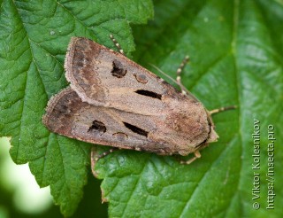 Agrotis exclamationis