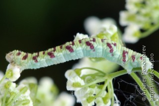 Eupithecia extraversaria