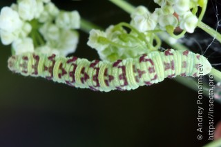 Eupithecia extraversaria