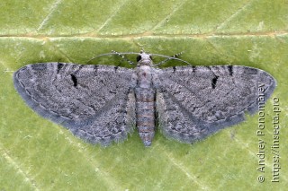 Eupithecia extraversaria