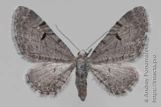 Самка  Eupithecia extraversaria