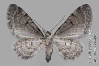 Eupithecia extraversaria